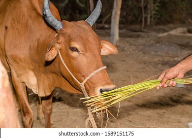 Closeup Of A Sad Mother Cow At A Slaughter House And It's Expressions Are So Sad  