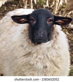 Close-up Of A Sad Sheep With Surprised Big Eyes. Portrait Of A Black Face Sheep. Worried Animal Looking To Camera. Concept Of Animal Abuse, Animal Cruelty And Neglect