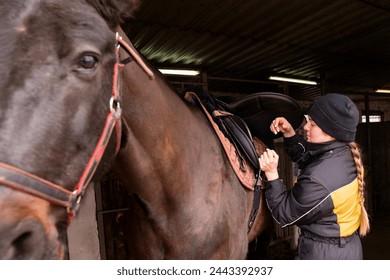 Close-up of saddle adjustment on horse. Preparing your horse for a walk or exercise. Daily routine - Powered by Shutterstock