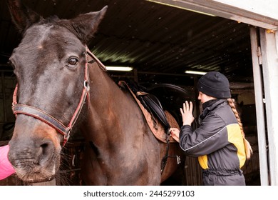 Close-up of saddle adjustment on horse. Preparing your horse for a walk or exercise. Daily routine - Powered by Shutterstock