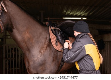 Close-up of saddle adjustment on horse. Preparing your horse for a walk or exercise. Daily routine - Powered by Shutterstock