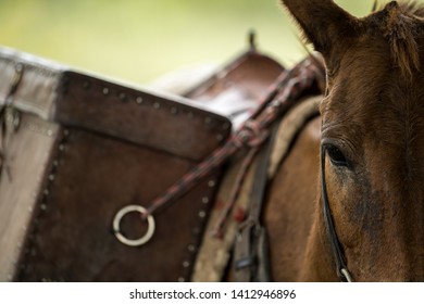 Closeup Saddle Bag On Horse