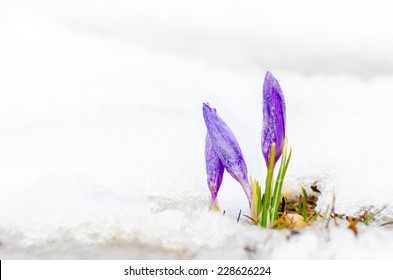 Closeup Of Saffron Crocus Flower And Melting Snow