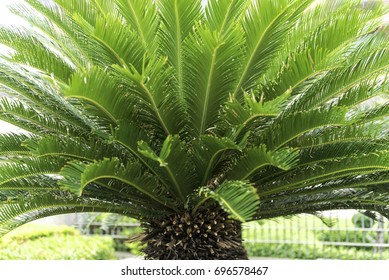 Closeup Sago Palm Tree