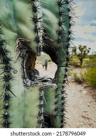 Closeup Saguaro Cactus With Hole. Tucson Arizona. 