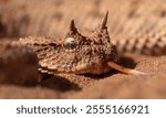 A closeup of Sahara horned viper in Morocco.