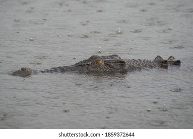 Closeup of a salt water crocodile in Kakadu 