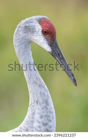 A closeup of a sandhill crane