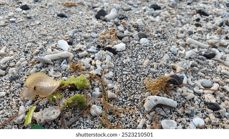 Close-up of a sandy beach with mixed seashells and pebbles, coral fragments, seaweed, and seashells, capturing the natural textures and coastal details. - Powered by Shutterstock