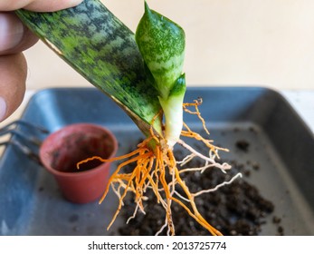 Closeup Of A Sanseveria Snake Plant Propagation From A Single Leaf