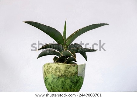 Close-up of Sansevieria, snake plant in green ceramic pot on light background.Concept: growing and caring for decorative plants, favorite hobby.Copy spacy. Selective focus