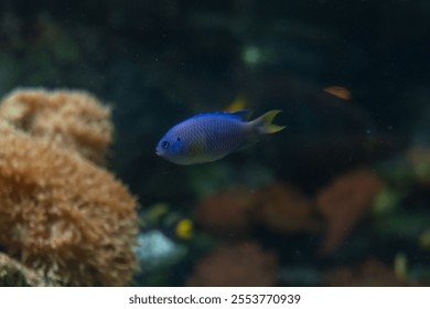 Primer plano de una damisela de zafiro (Pomacentrus pavo) nadando en un acuario