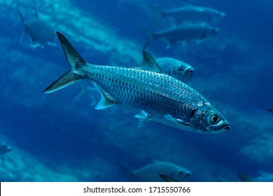 Close=up Of A Sardine Swimming In Dark Blue Water