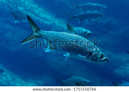 Close=up of a sardine swimming in dark blue water