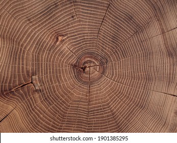 a close-up of a saw cut of a large acacia stump. wood background