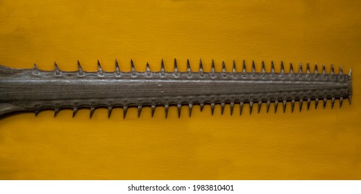 Closeup Of Saw From Saw Shark In Museum