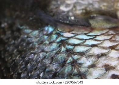 Closeup Of Scales At Lateral Line Of A Striped Bass From Arkansas USA