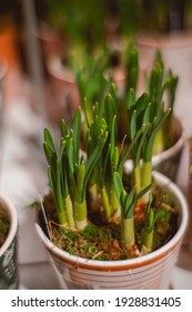 A Closeup Of Scallions Growing In The Pot