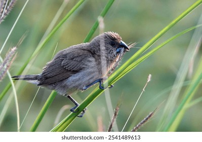 A closeup of a Scaly-breasted munia bird perched on a plant - Powered by Shutterstock