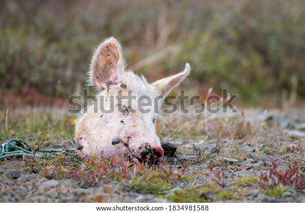 A closeup of a scary pig\'s head with its pointy hairy\
ears, closed eyes, large snout and the black flies. The pig head is\
laying on the ground.  The fur is pink and the farm animal\'s eyes\
are closed. 