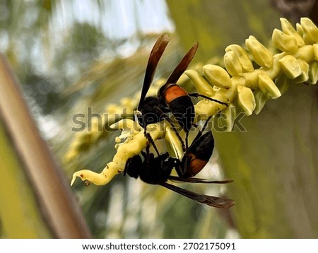 a close-up scene of two wasps actively feeding or interacting on a yellow-green flower spike or inflorescence, which appears to belong to a coconut palm