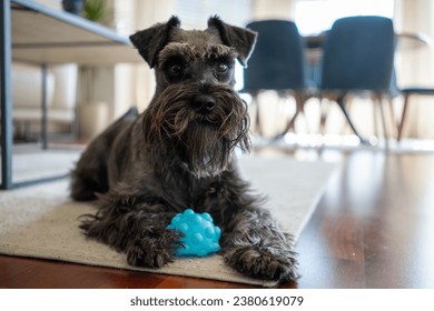 Closeup schnauzer dog lied to sleep on blurred tile floor and white cement wall in front of house view background. - Powered by Shutterstock