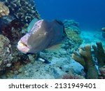 Closeup with school of Green humphead parrotfish during a leisure dive in Barracuda Point, Sipadan Island, Semporna, Tawau, Sabah. 