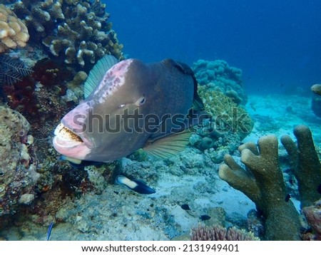 Closeup with school of Green humphead parrotfish during a leisure dive in Barracuda Point, Sipadan Island, Semporna, Tawau, Sabah. 
