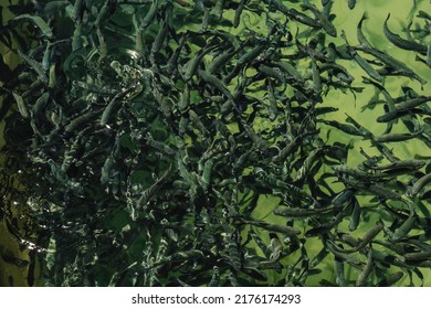 Closeup Of School Of Juvenile Fish In The Freshwater