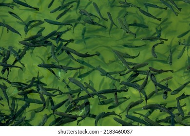 Closeup Of School Of Juvenile Fish In The Freshwater