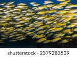 A closeup of a school of Yellow or Bigeye snapper fish (Lutjanus lutjanus) yellow fish with light stripes swimming together