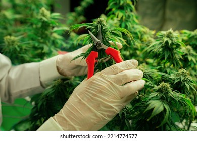 Closeup Scientist Gently Trims Gratifying Cannabis Plant Leaves With Secateurs To Ensure High Quality In Curative Indoor Medical Cannabis Farm. Concept Of Grow Facility Cannabis Cultivation.