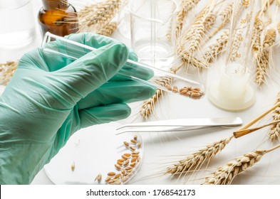 Closeup of scientist hand holding lab tube with wheat seeds.Concept of wheat testing - Powered by Shutterstock