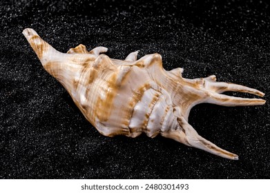 Close-up of Scorpion conch seashell on a black sand background - Powered by Shutterstock