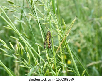 Close-up Of A Scorpion Fly