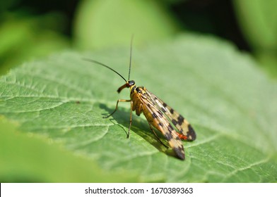 Close-up Of A Scorpion Fly