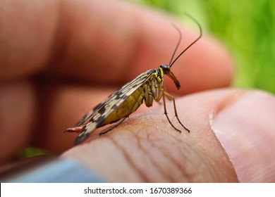 Close-up Of A Scorpion Fly