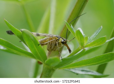 Close-up Of A Scorpion Fly