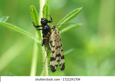 Close-up Of A Scorpion Fly