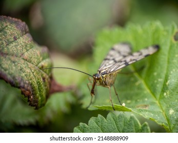 Close-up of a scorpion fly aka Panorpa communis. Facing camera, in habitat, UK. - Shutterstock ID 2148888909