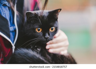 Close-up Of A Scottish Fold Black Cat That Is Held In The Arms Of Its Owner.