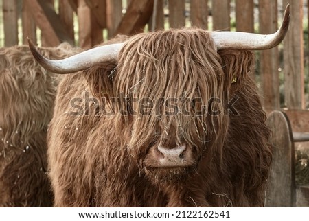 Close-up of Scottish Highland cattle with large horns. Hairy cow looking at camera on the farm.
