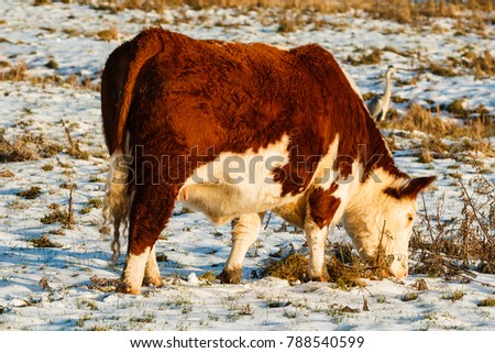 Close-up of scottish highland cattle in wintertime searching for grass
