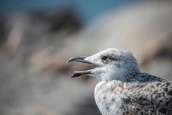 
Close-up Of A Screaming Seagull
