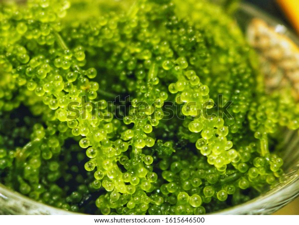Close-up\
of Sea Grapes seaweed (Caulerpa Lentillifera), the famous food in\
Okinawa, served in a local Japanese\
restaurant.