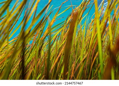 Closeup Of Sea Grass Waving In Underwater Current With Clear Blue Water Background