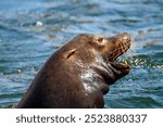 Close-up of sea lion, San Carlos Beach, Monterey