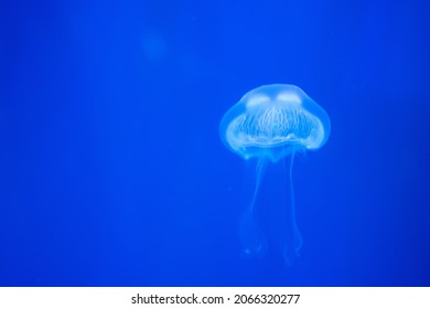 Closeup of Sea Moon jellyfish translucent blue light color and dark background.Aurelia aurita swimming underwater shots glowing jellyfish moving in water pattern.
 - Shutterstock ID 2066320277