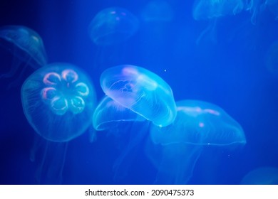 Closeup of Sea Moon jellyfish translucent blue light color and dark background.Aurelia aurita swimming underwater shots glowing jellyfish moving in water pattern.
 - Shutterstock ID 2090475373