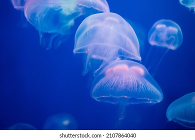 Closeup of Sea Moon jellyfish translucent blue light color and dark background.Aurelia aurita swimming underwater shots glowing jellyfish moving in water pattern.
 - Shutterstock ID 2107864040